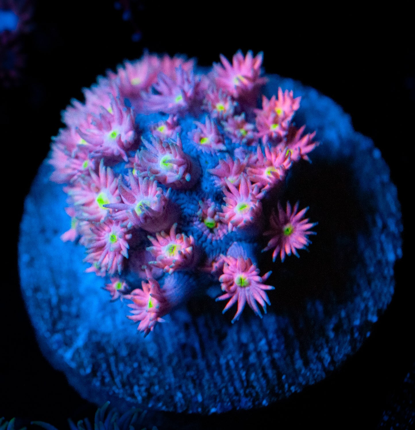 RCF Pinky and the Brain Goni