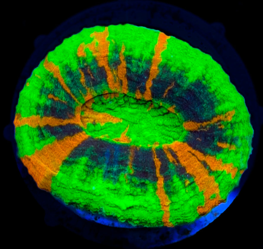 RCF Large Master Scoly