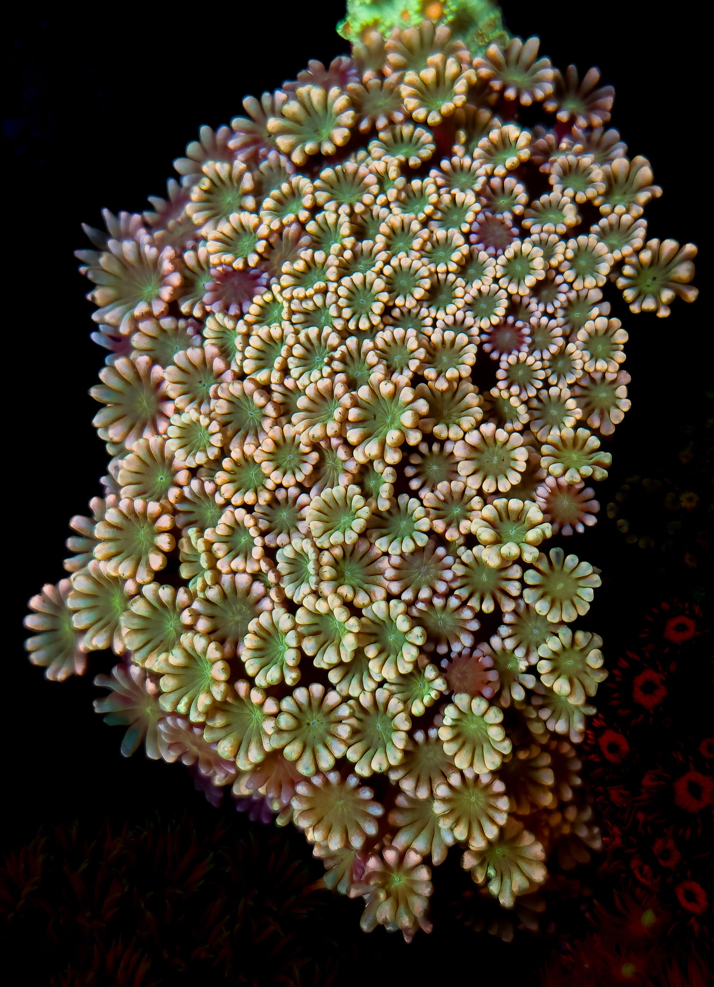 RCF Ultra Alveopora Colony