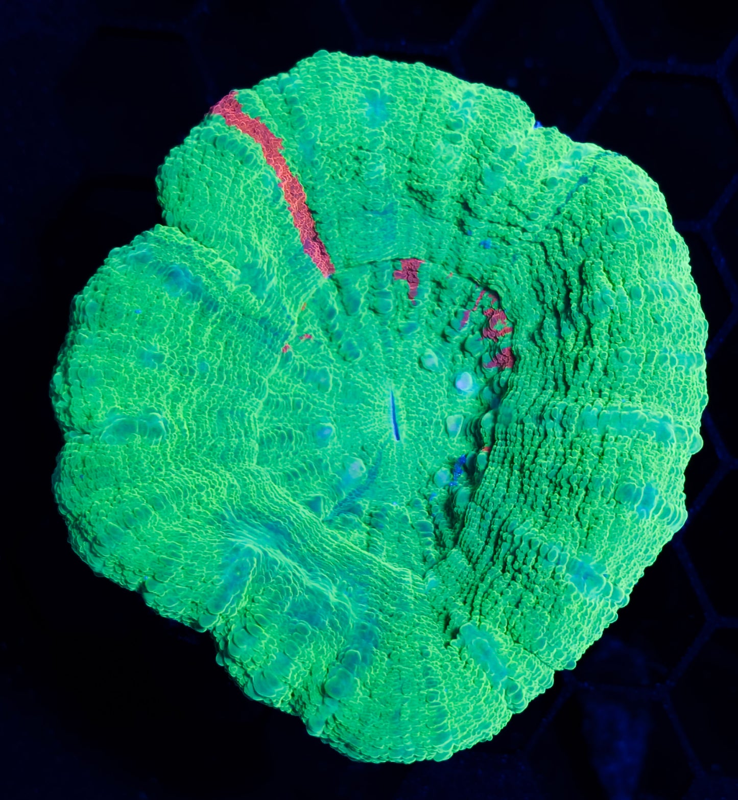 RCF Large Bleeding Apple Scolymia