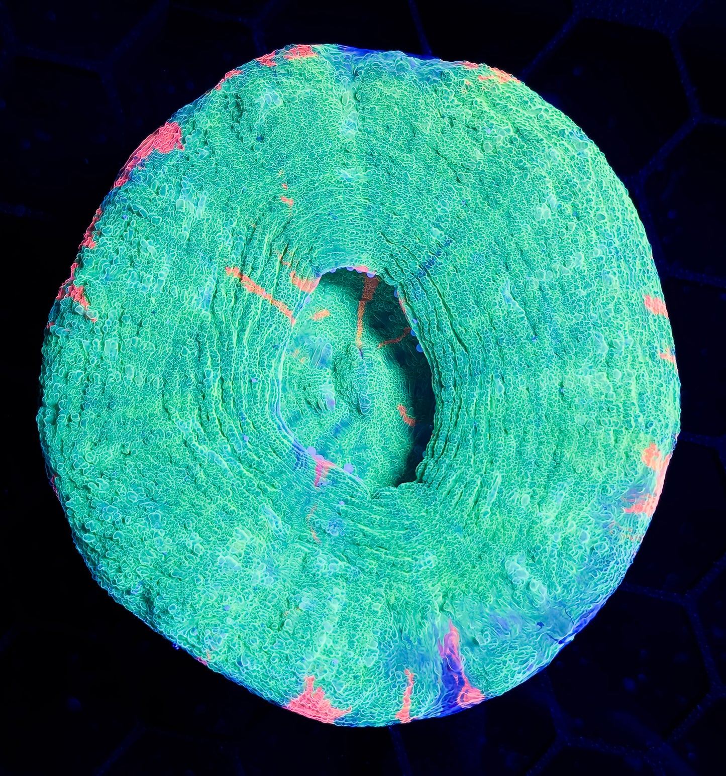 RCF Large Potential Master Scolymia