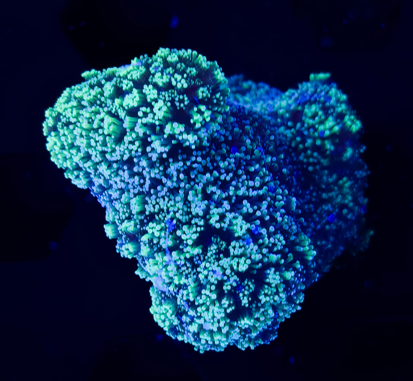 RCF Aquacultered Green Pocillopora SPS Mini Colony