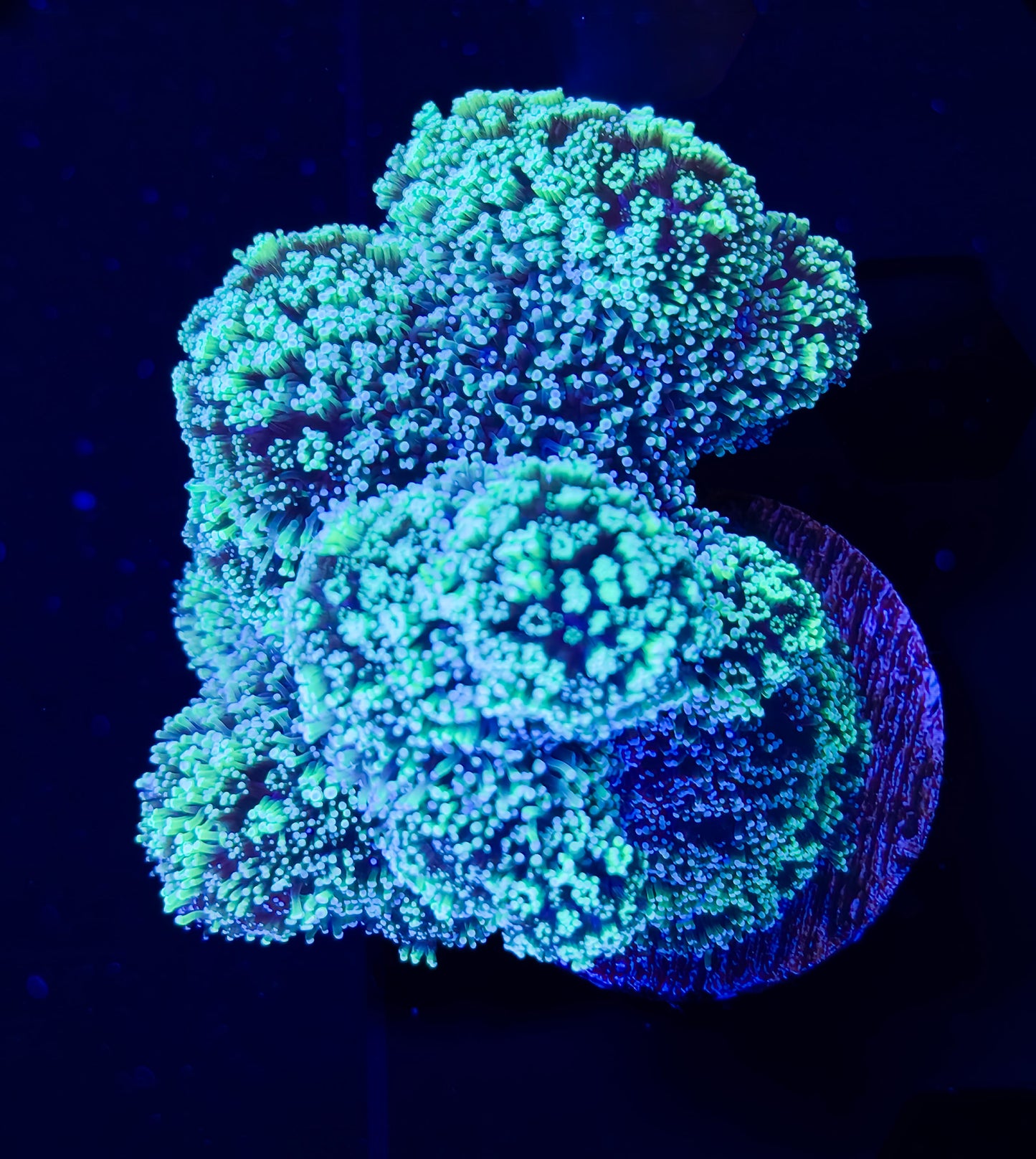 RCF Aquacultered Green Pocillopora SPS Mini Colony
