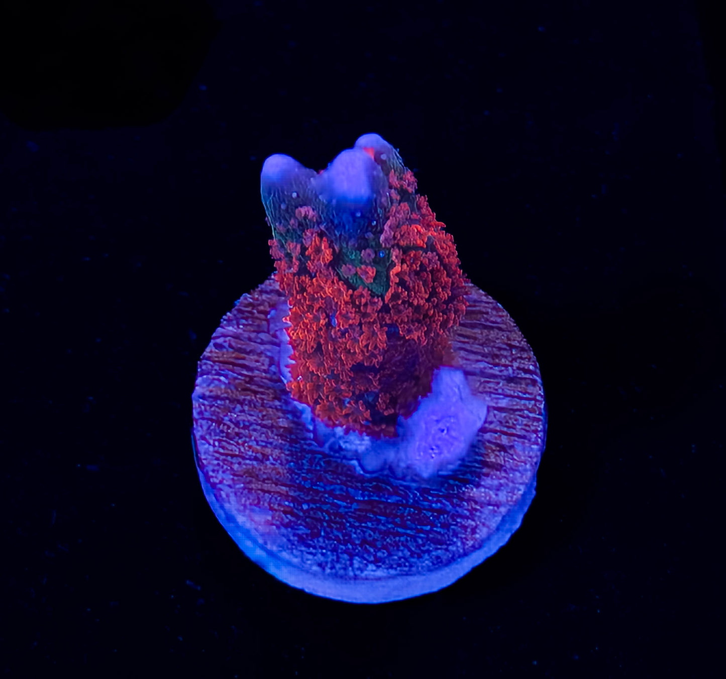 RCF Aquacultered Forest Fire Montipora Digitata