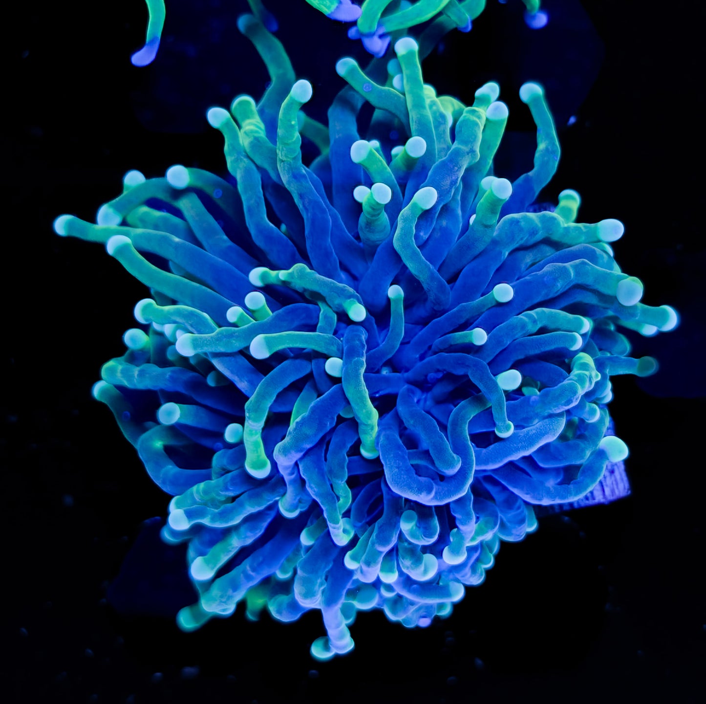 RCF Grim Reaper Torch Coral