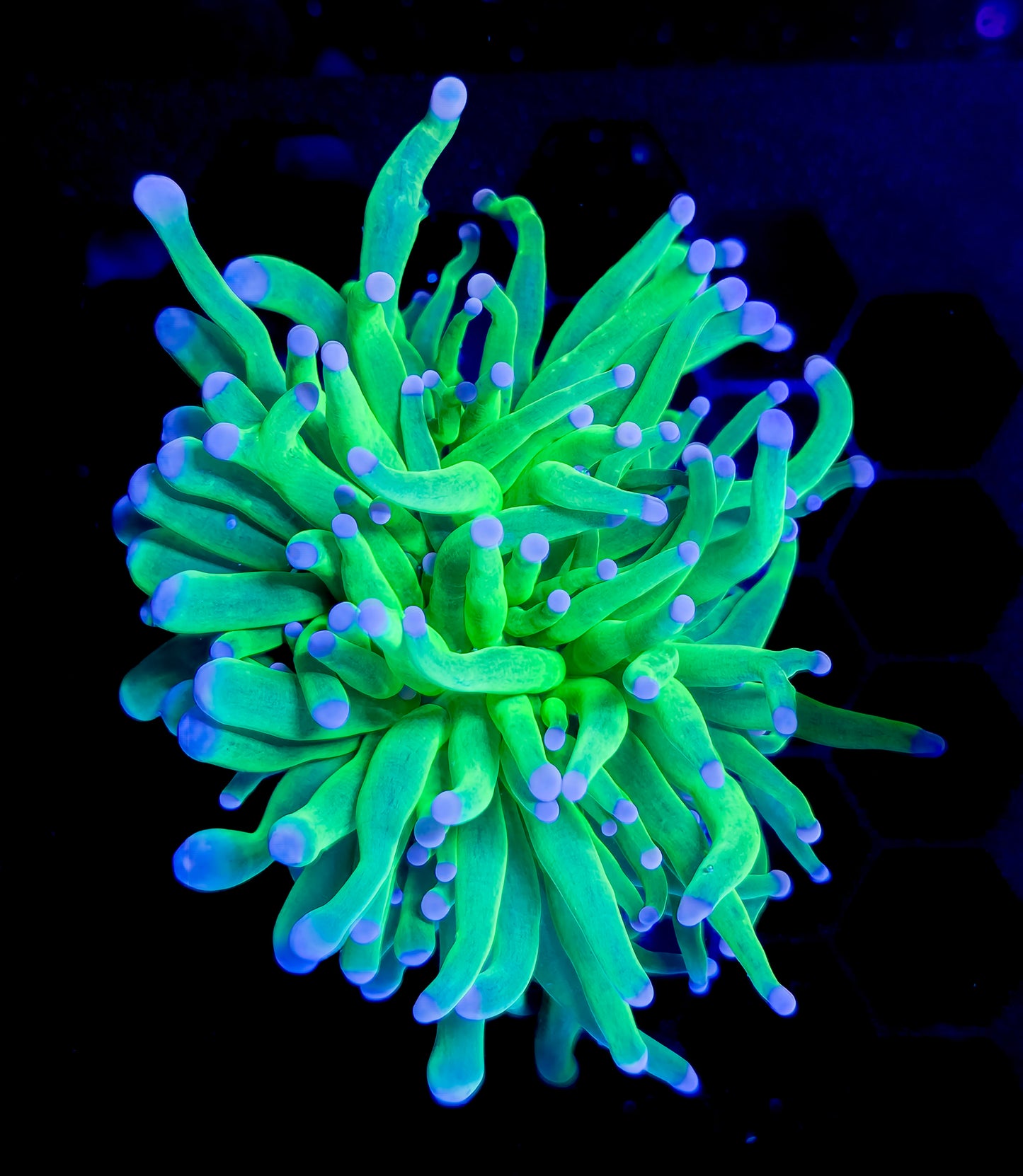 RCF Cotton Candy Torch (Copy)