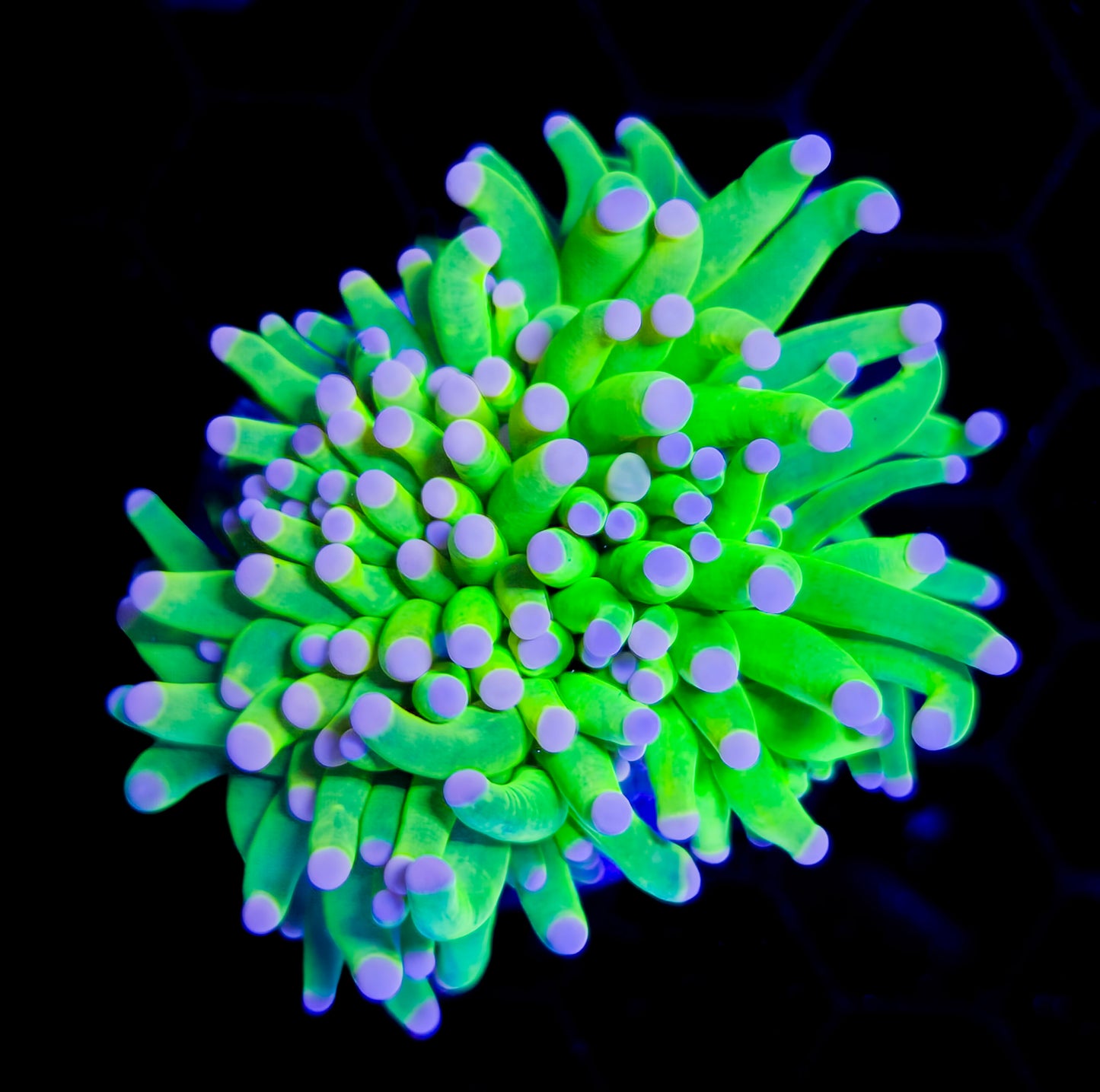 RCF Cotton Candy Torch