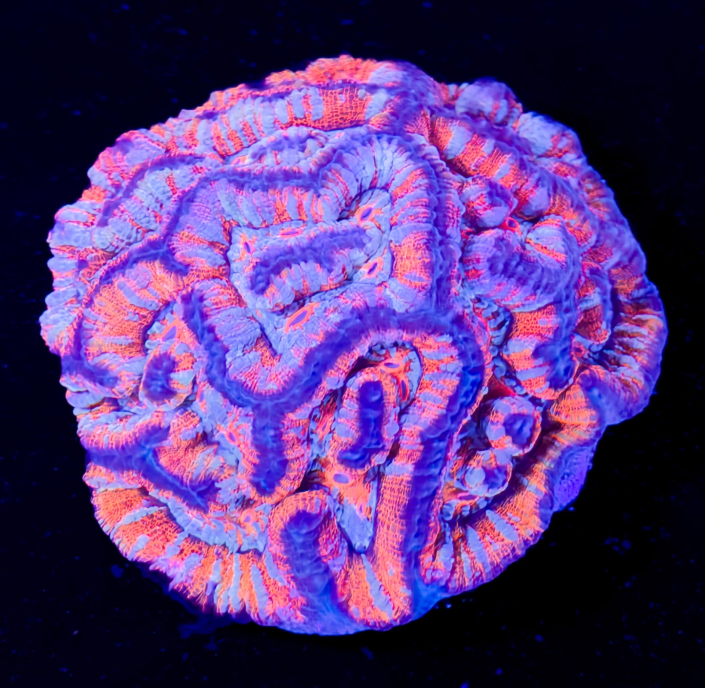 RCF Large Ultra Rainbow Australophyllia Wilsoni Coral Colony