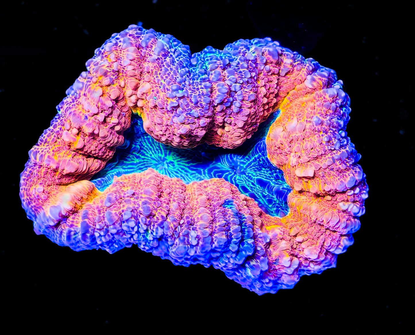 RCF Ultra Rainbow Lobophyllia Coral