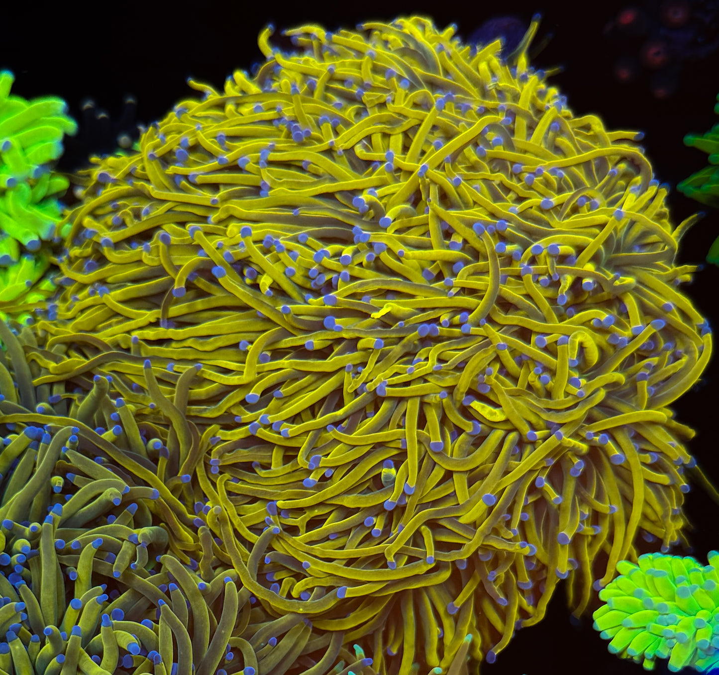 RCF Homegrown Aquacultered Dragon Tamer Double Head Torch. Flesh to the Base.