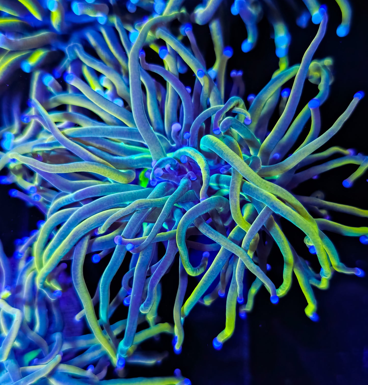 RCF Malaysian Holy Grail Torch Coral