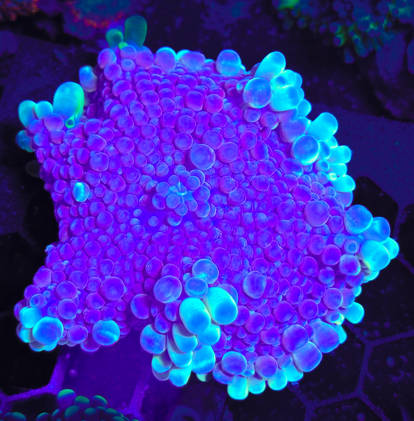 RCF Rare XL Bubble Yuma Mushroom