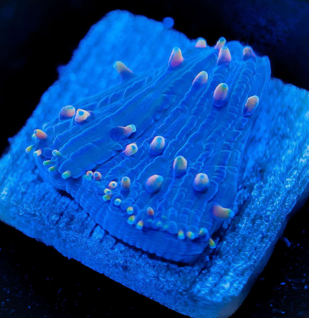 RCF Flame Tip Diaseris Fungia Plate Coral