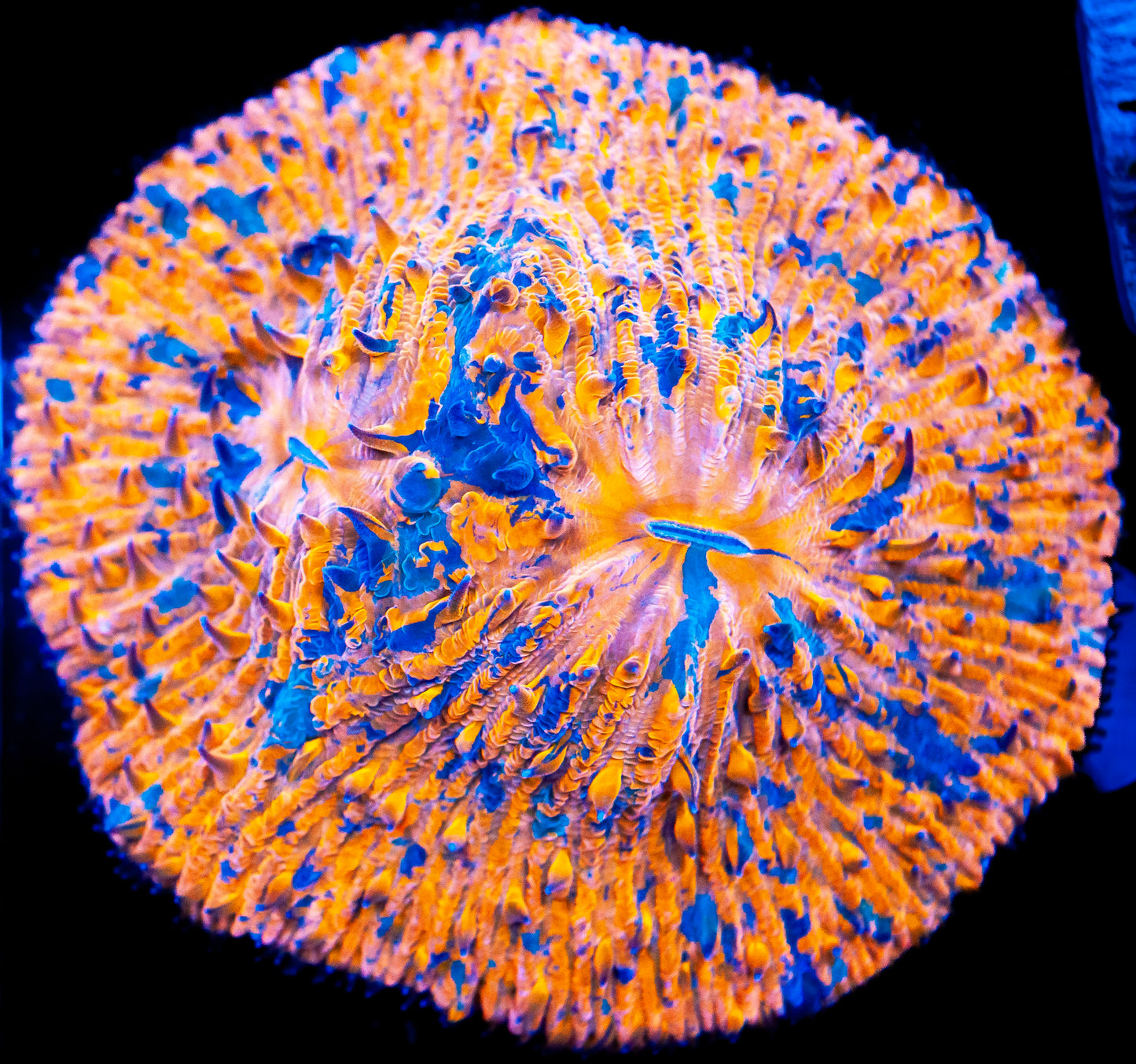 XL Double Mouth Rainbow Splatter Fungia Plate Coral