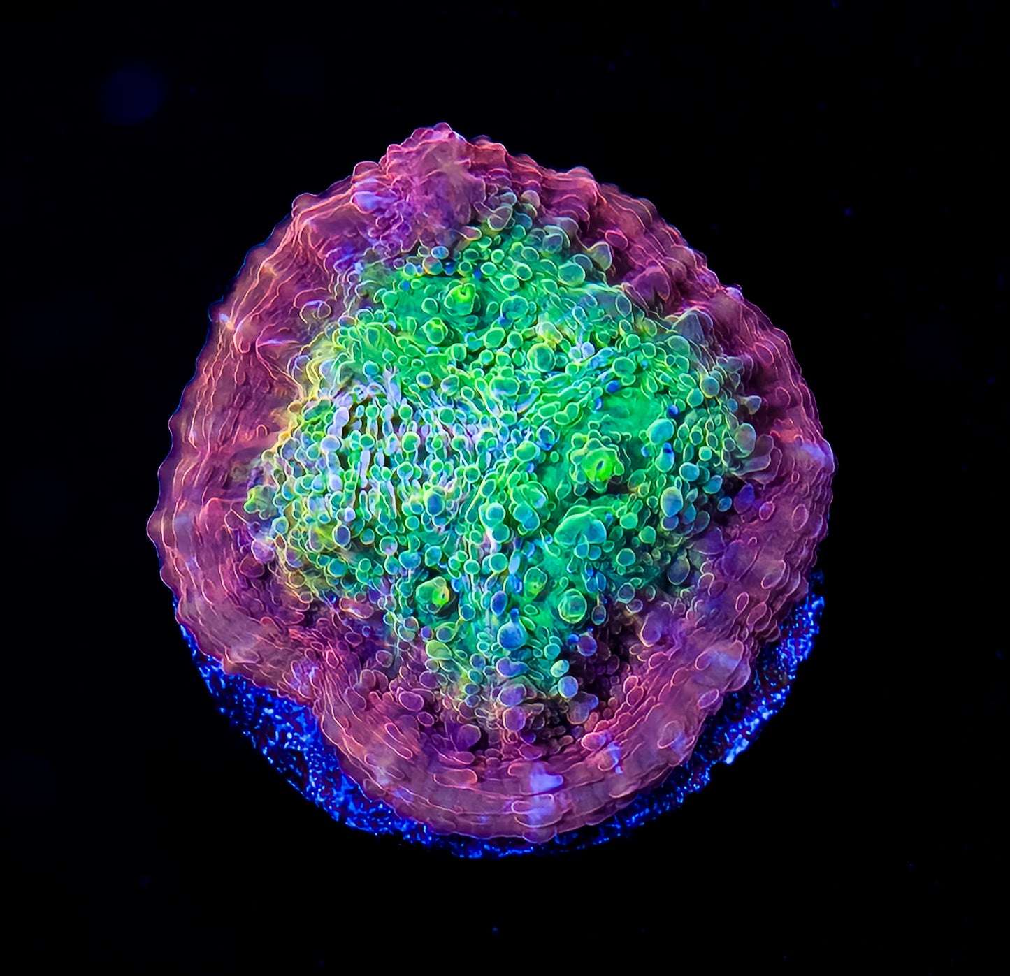 Aquacultered Psychedelic Chalice