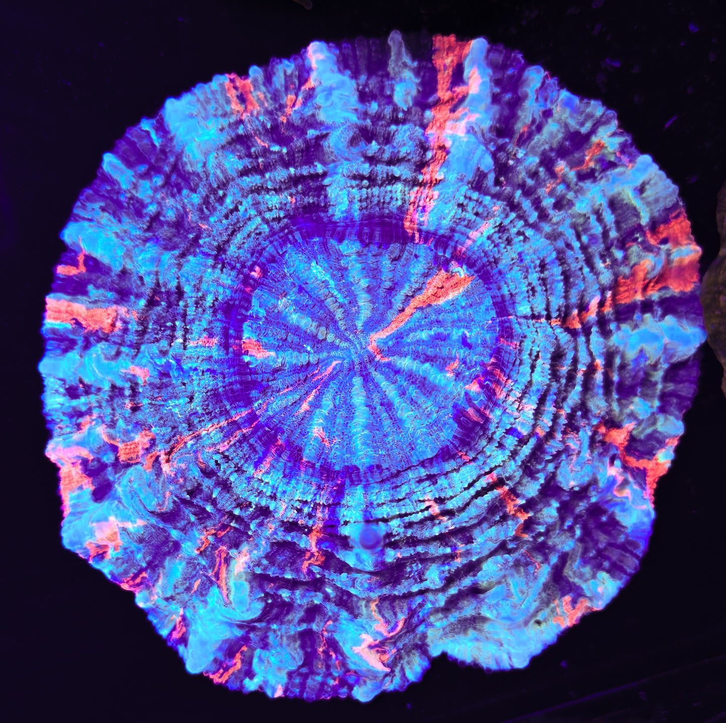 RCF Large 5 Color+ Rainbow Acantho