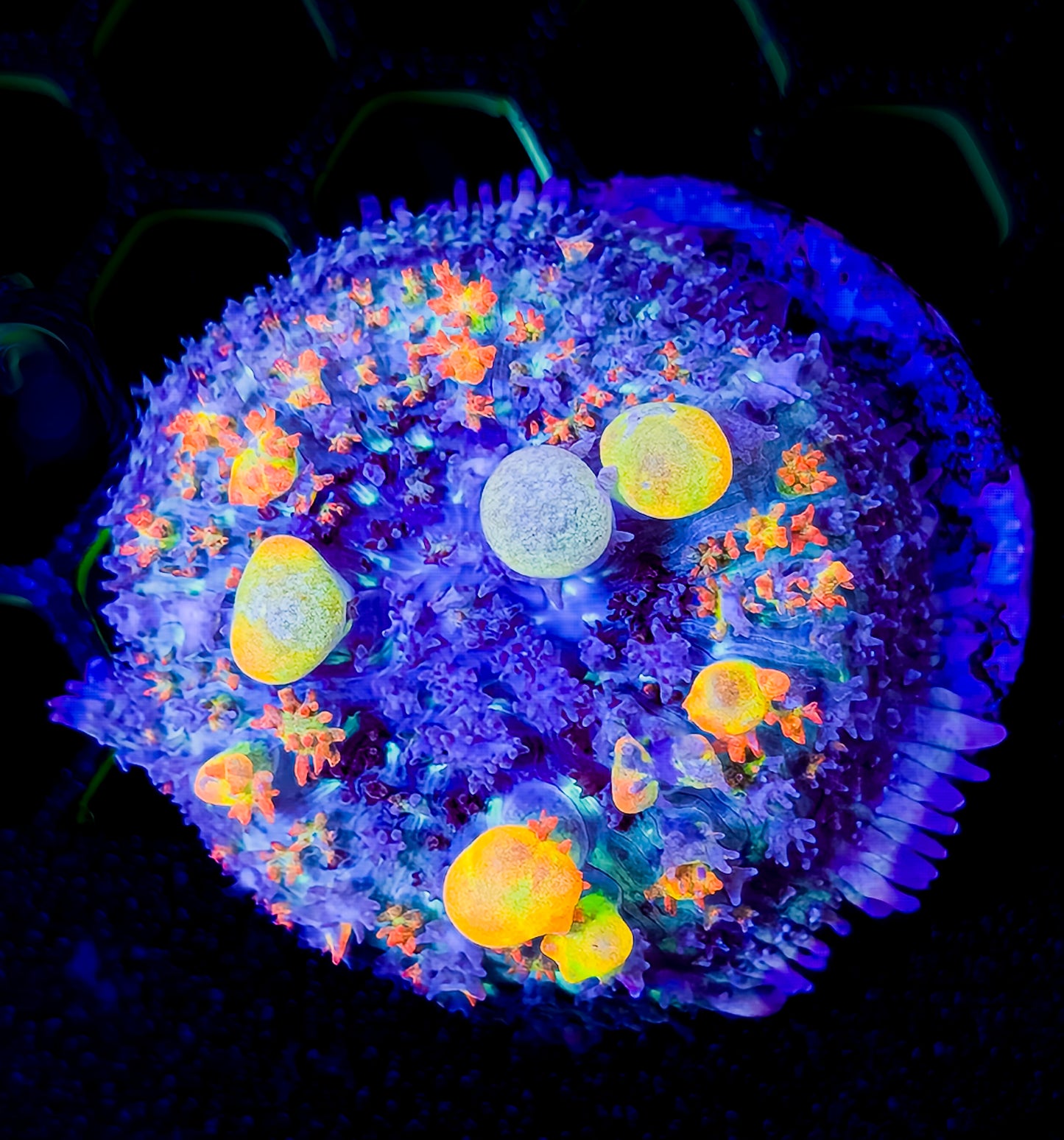 WWC OG Bounce Mushroom