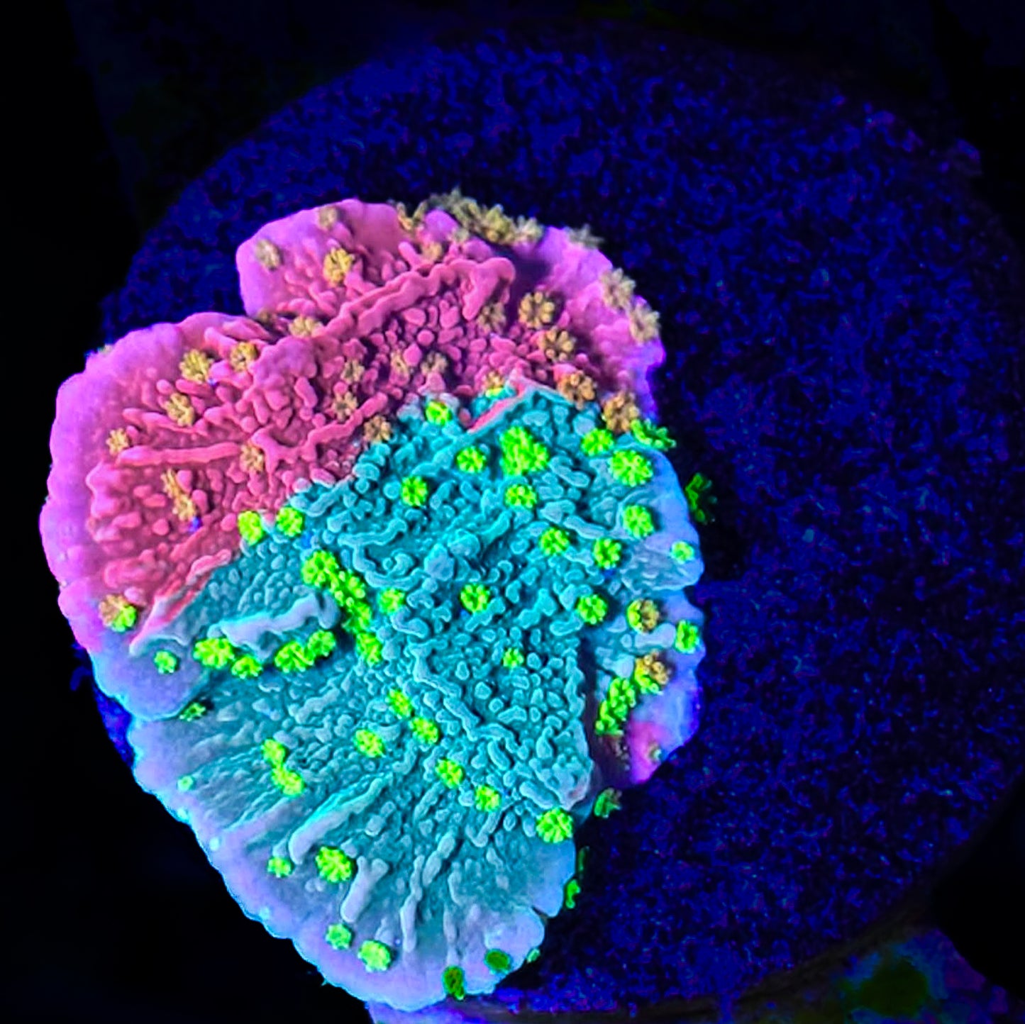 Premium WWC Grafted Sunfire Montipora