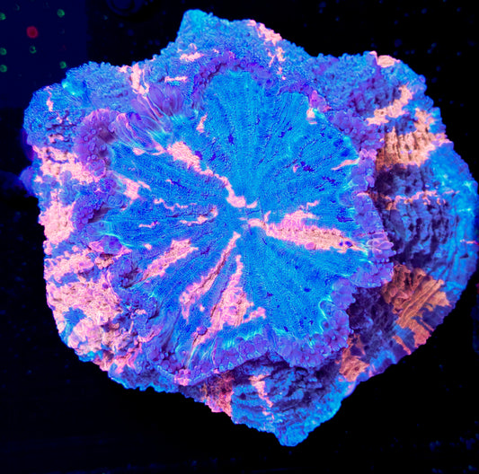 RCF Large Ultra Rainbow Acantho Coral