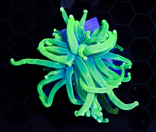 RCF Ultra Bright Hulk Torch Coral