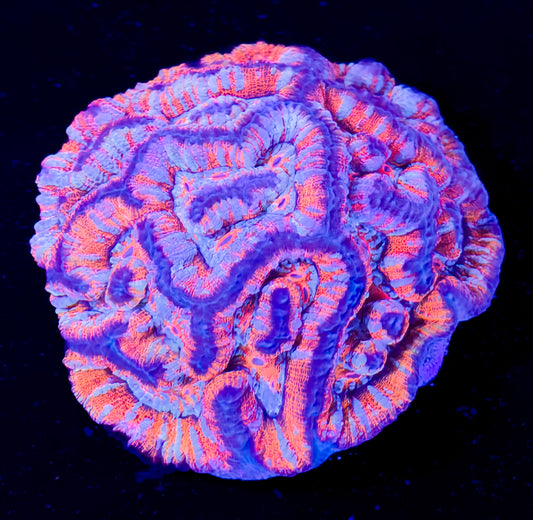 RCF Large Ultra Rainbow Australophyllia Wilsoni Coral Colony