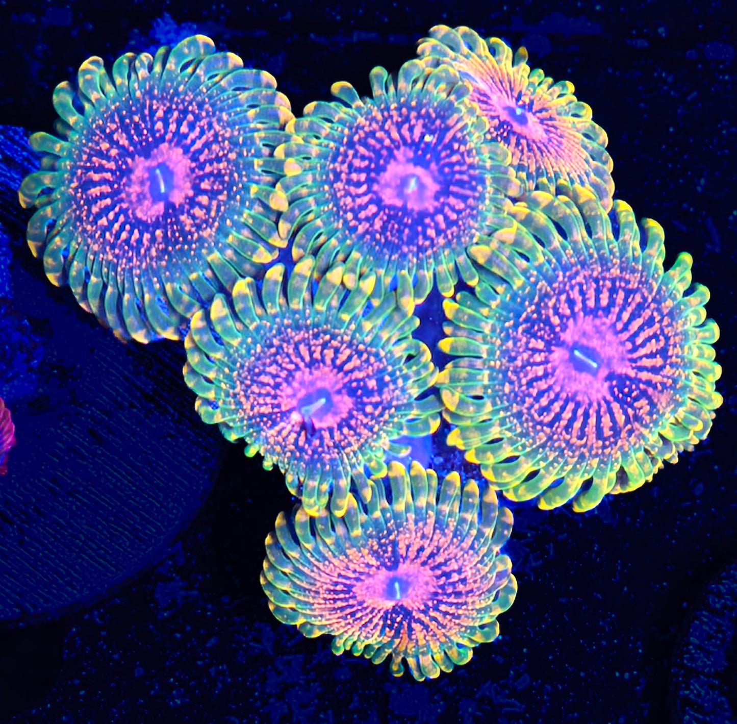 GMK Grand Master Krakatoa Zoanthid