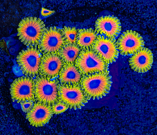 OG Great Owl Zoanthid