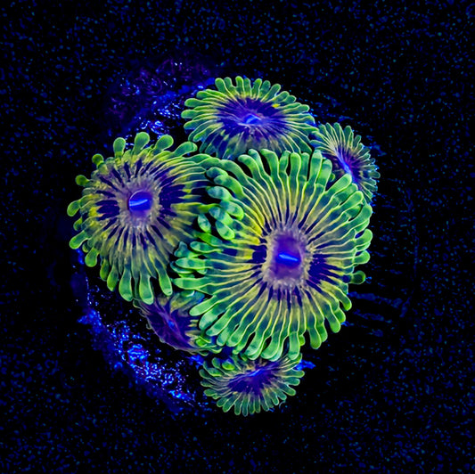 OG ASD Adonis Zoanthid