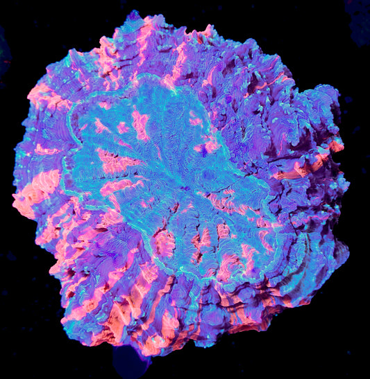 RCF Large Ultra Rainbow Acantho Coral