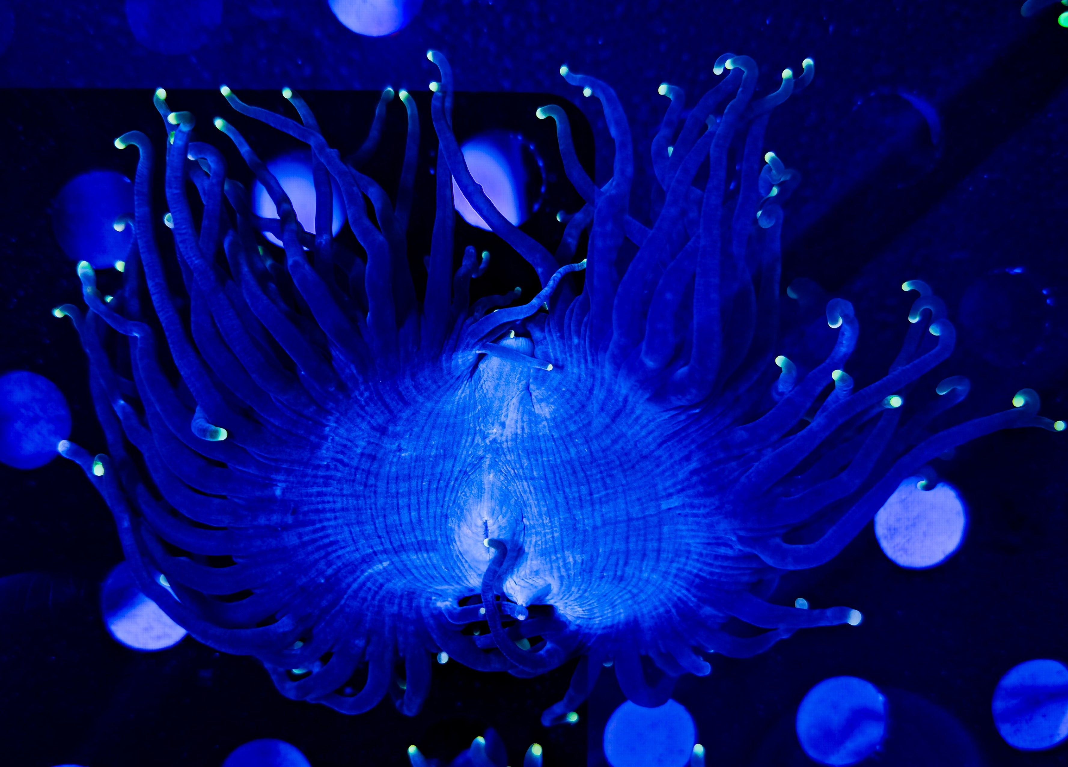 A closer look at Exotic And Rare Colorful Coral For Serious Collectors