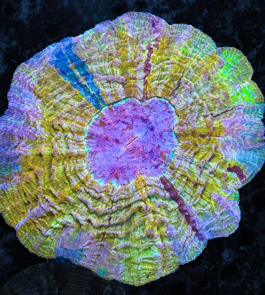 RCF Ultimate Golden Rainbow Acantho Coral