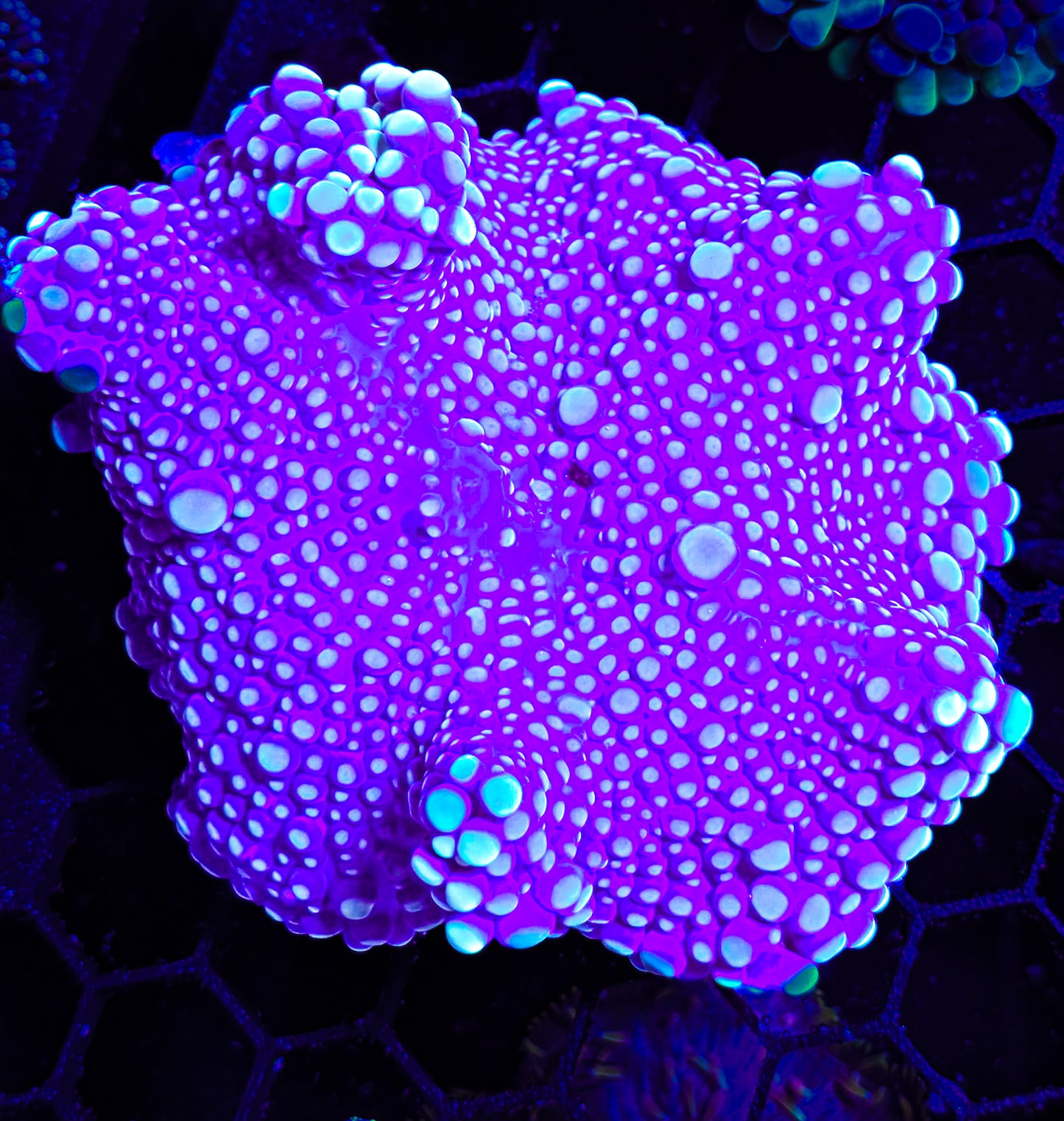 RCF Rare XL Bubble Yuma Mushroom