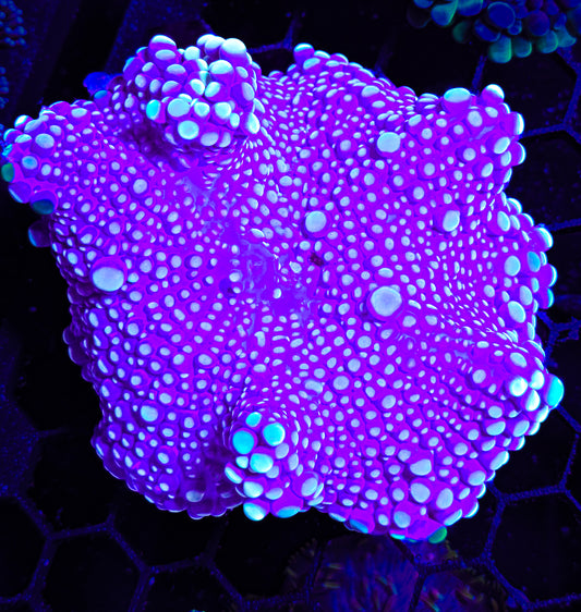 RCF Rare XL Bubble Yuma Mushroom