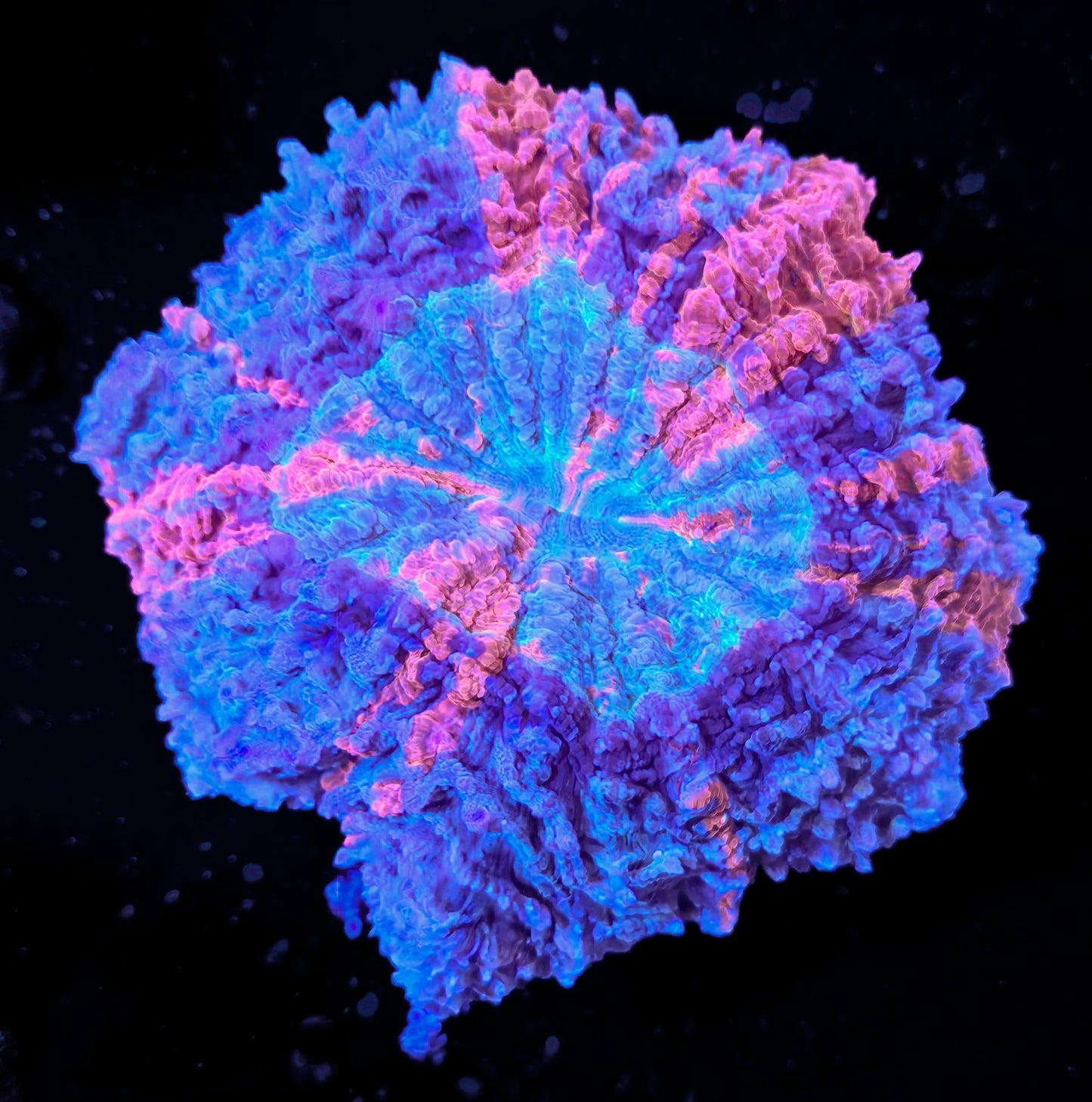 RCF Large Ultra Rainbow Acantho Coral