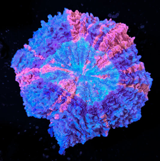 RCF Large Ultra Rainbow Acantho Coral