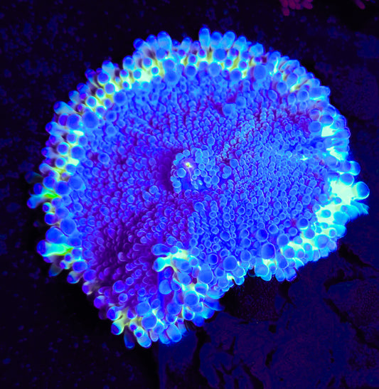 RCF Rare XL Bubble Yuma Mushroom