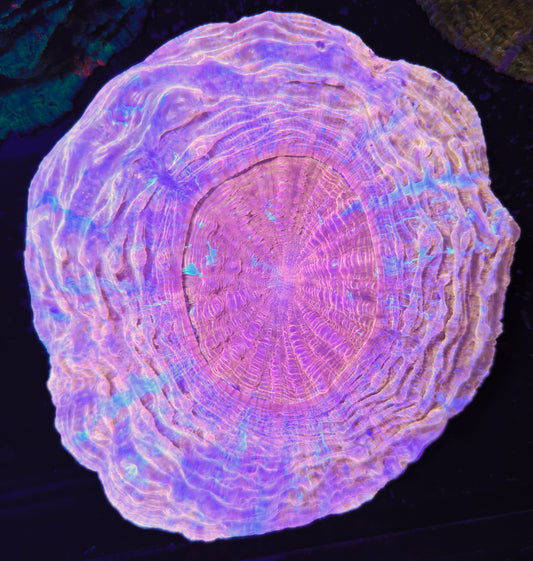 RCF Large Golden Pink Rainbow Acantho Coral