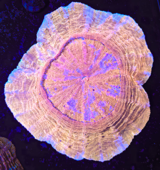 RCF Large Golden Pink Rainbow Acantho Coral