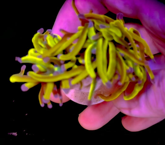 RCF Homegrown Aquacultered Dragon Tamer Double Head Torch.  Flesh to the Base.